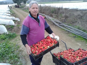 Destacado agricultor de frutillas de Leyda promete dejar bien puesto el nombre de San Antonio en feria campestre que se realizará en México