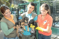 Perritos abandonados en puertas del Museo de San Antonio buscan una familia que los quiera adoptar