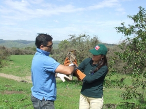 Centro de Rescate de Fauna de San Antonio, libera Aves Rapaces en Honor a Felipe Camiroaga.