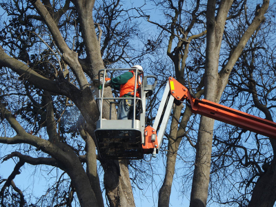 Municipalidad Cambiará un Peumo de casi 200 años en Plaza de Llolleo