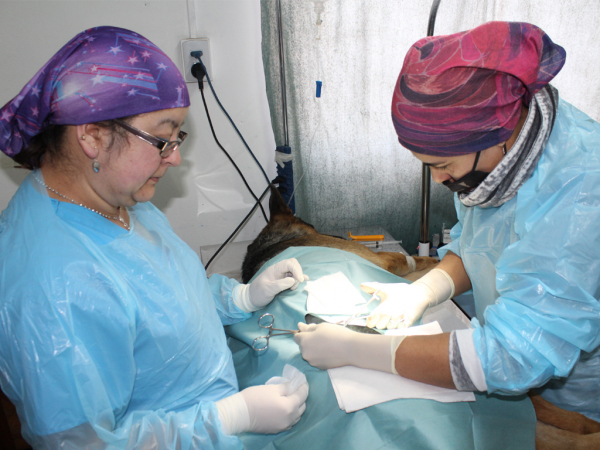 M&aacute;s de 30 perros sin due&ntilde;o ha esterilizado la Municipalidad de San Antonio