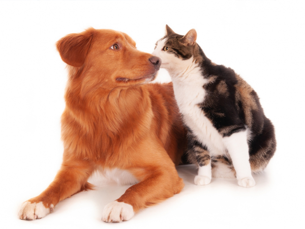 Municipio llama a vecinos de Bellavista a participar en encuesta de poblaci&oacute;n canina y felina