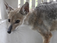 Increíble recuperación de Zorro Chilla con sarna en Centro de Rescate y Rehabilitación de San Antonio