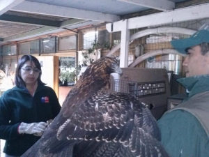 Centro de Rescate y Rehabilitación de Fauna Silvestre liberó águila juvenil encontrada herida en Melipilla