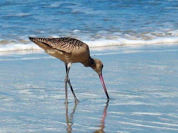 Museo celebrar&aacute; el D&iacute;a Internacional de las Aves Playeras en San Antonio