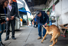 Municipio realizará catastro y operativos sanitarios para perros que viven y transitan por el Terminal de Buses de San Antonio