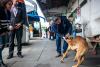 Municipio realizará catastro y operativos sanitarios para perros que viven y transitan por el Terminal de Buses de San Antonio