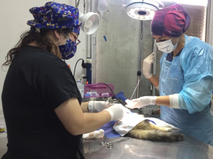 Se retoman esterilizaciones y servicio de vacunas antirrábicas en el Centro de Mascotas de la Municipalidad de San Antonio