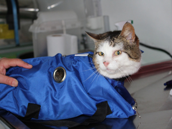 500 mascotas esterilizadas el 2015 tendr&aacute;n su microchip de identificaci&oacute;n en San Antonio