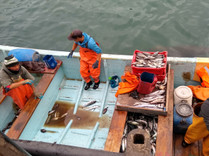 Pescadores artesanales de San Antonio, que cumplan ciertos requisitos, recibirán aporte de 150 mil pesos por parte del Gobierno
