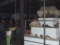 Museo de San Antonio en la Expo Animales Asombrosos en la Estación Mapocho en Santiago
