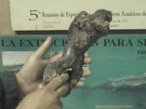 Encuentran fósil de lobo primitivo en Santo Domingo