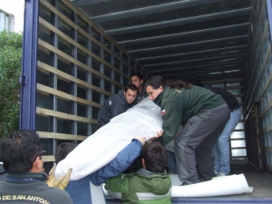 Museo de San Antonio facilita numerosas piezas para la exhibición “Animales Asombrosos y la Edad del Hielo” en Santiago