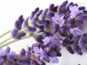 Realizarán taller gratuito sobre plantas medicinales