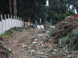 Municipio aclara que no hay tala de árboles en parque DYR