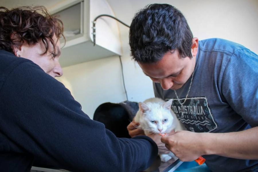 Adopci&oacute;n con sentido: San Antonio busca combatir el abandono animal con jornadas abiertas a la comunidad