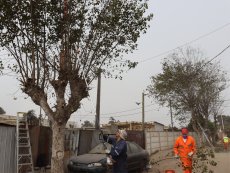 Se dio inicio este mes de abril al proceso de poda en la comuna de San Antonio