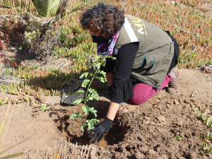 Manos a la tierra: comunidad participó en plantación de árboles nativos en Bioparque del museo de San Antonio