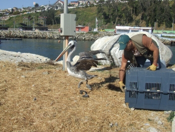 Liberados dos nuevos ejemplares de Pel&iacute;canos